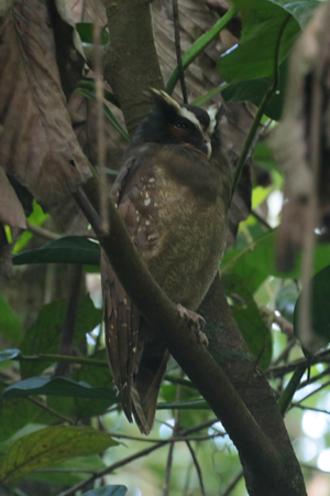 Crested Owl